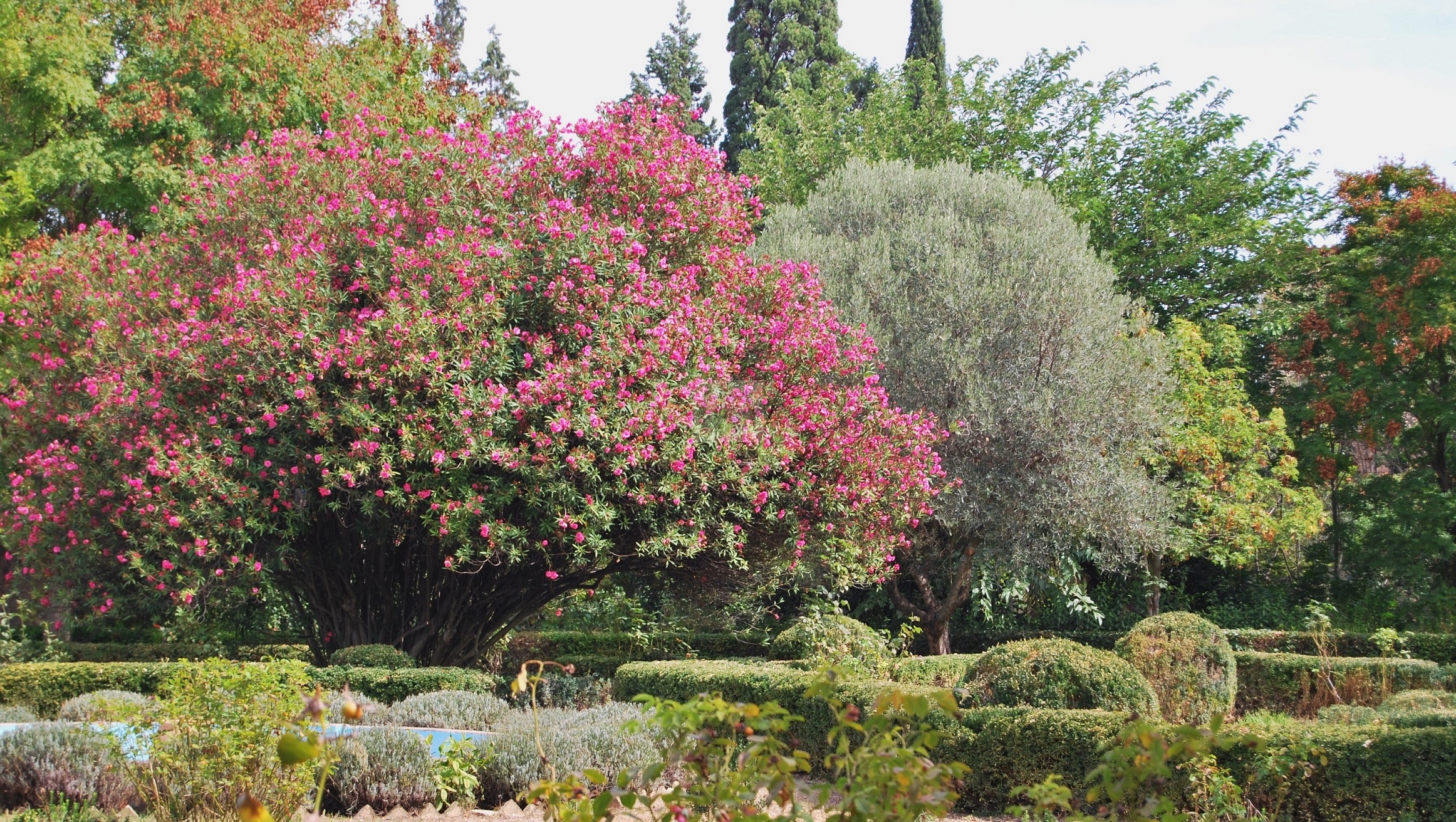 Jardin Italiano con Adelfa